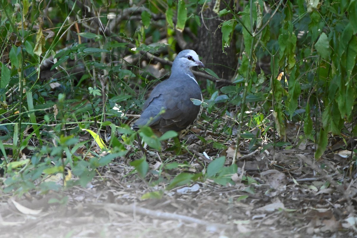 Wonga Pigeon - ML622060031