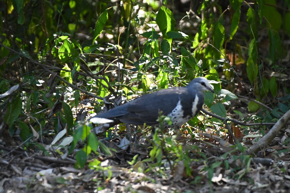 Wonga Pigeon - ML622060032