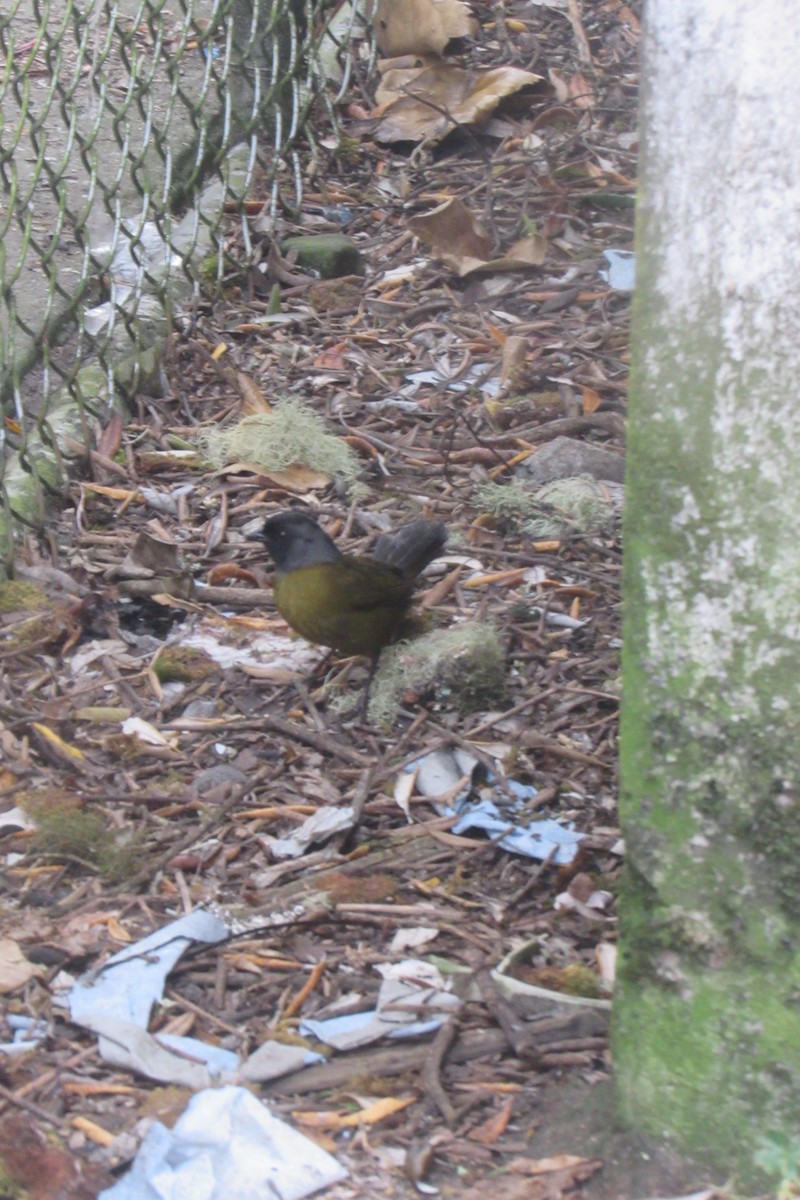 Large-footed Finch - ML622060033