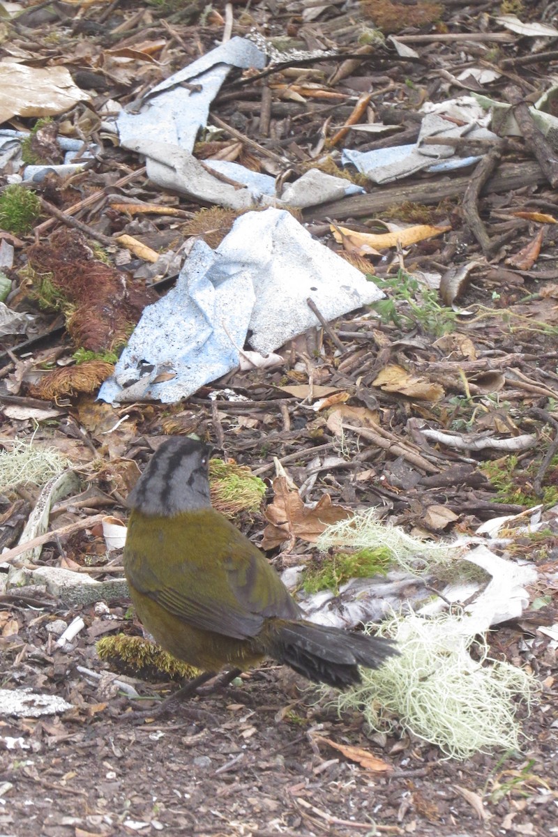 Large-footed Finch - ML622060035