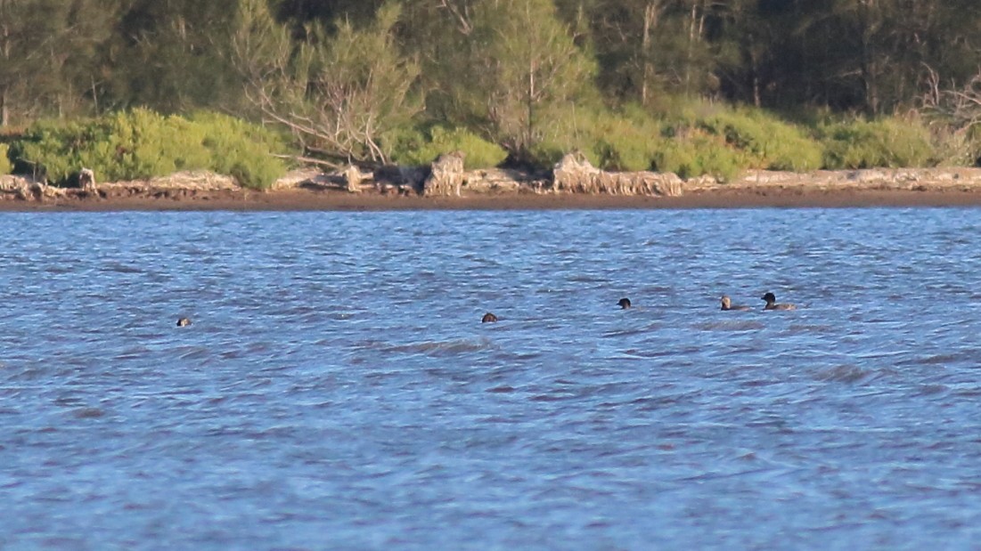 Musk Duck - ML622060046