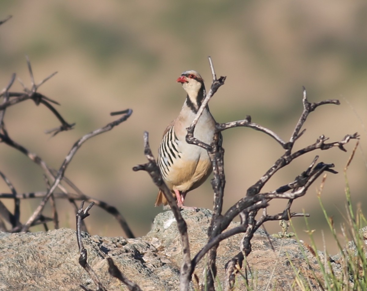 Chukar - ML622060049