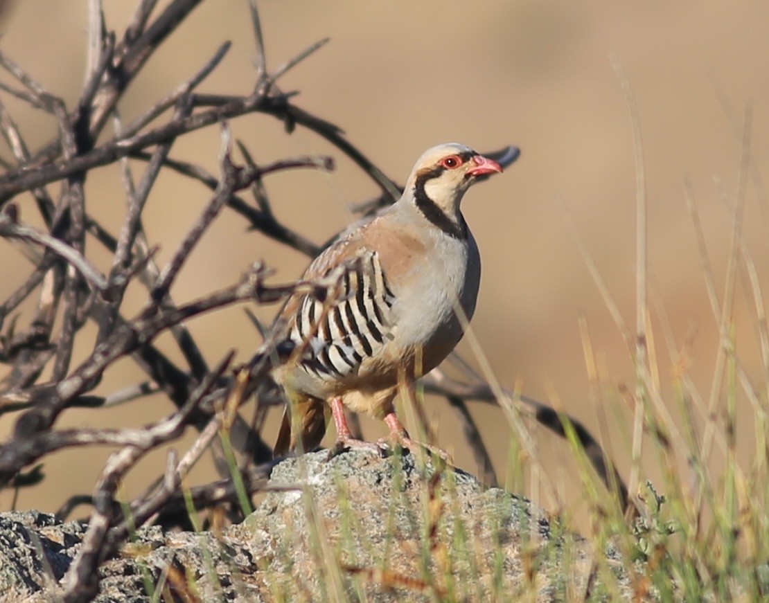 Chukar - ML622060052