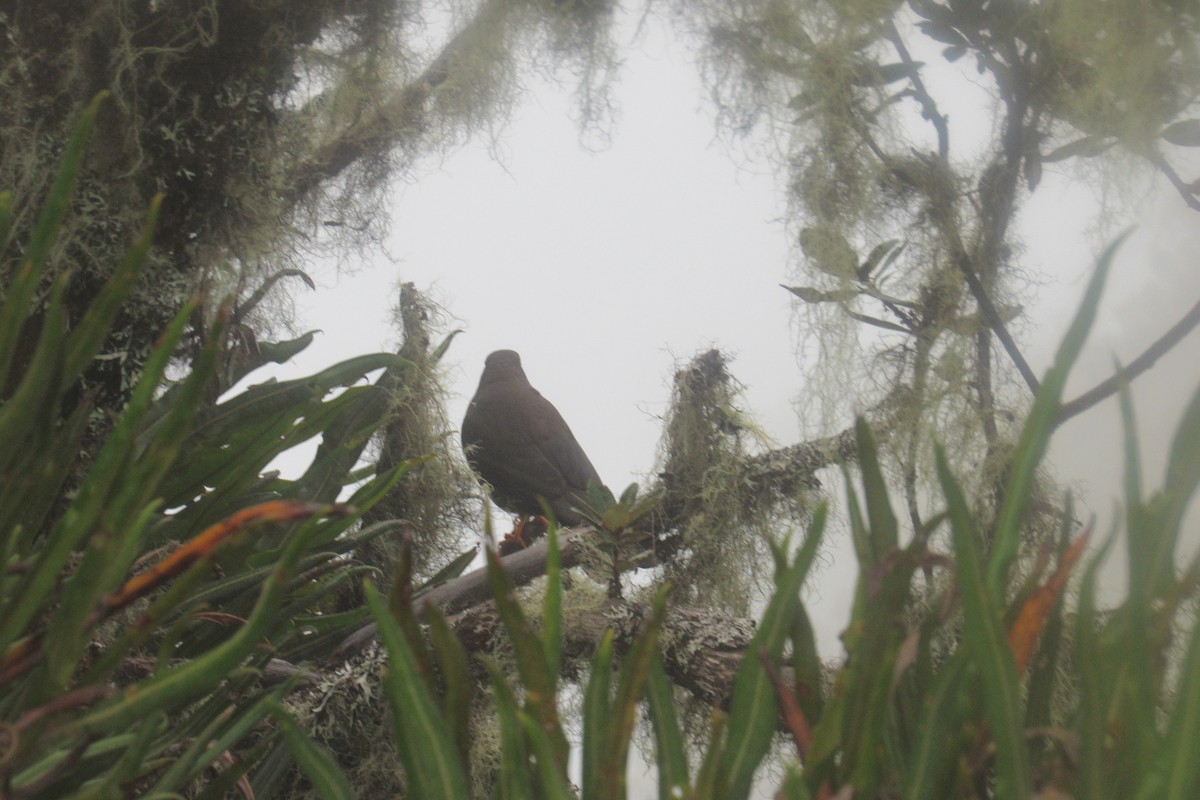 Sooty Thrush - ML622060055