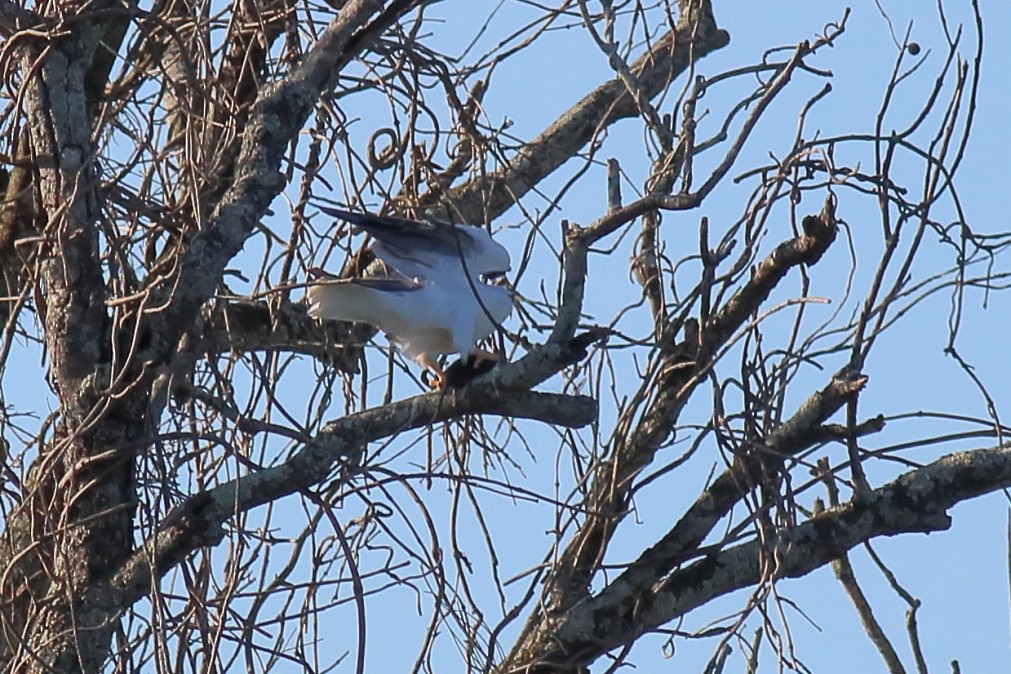 Black-shouldered Kite - ML622060063