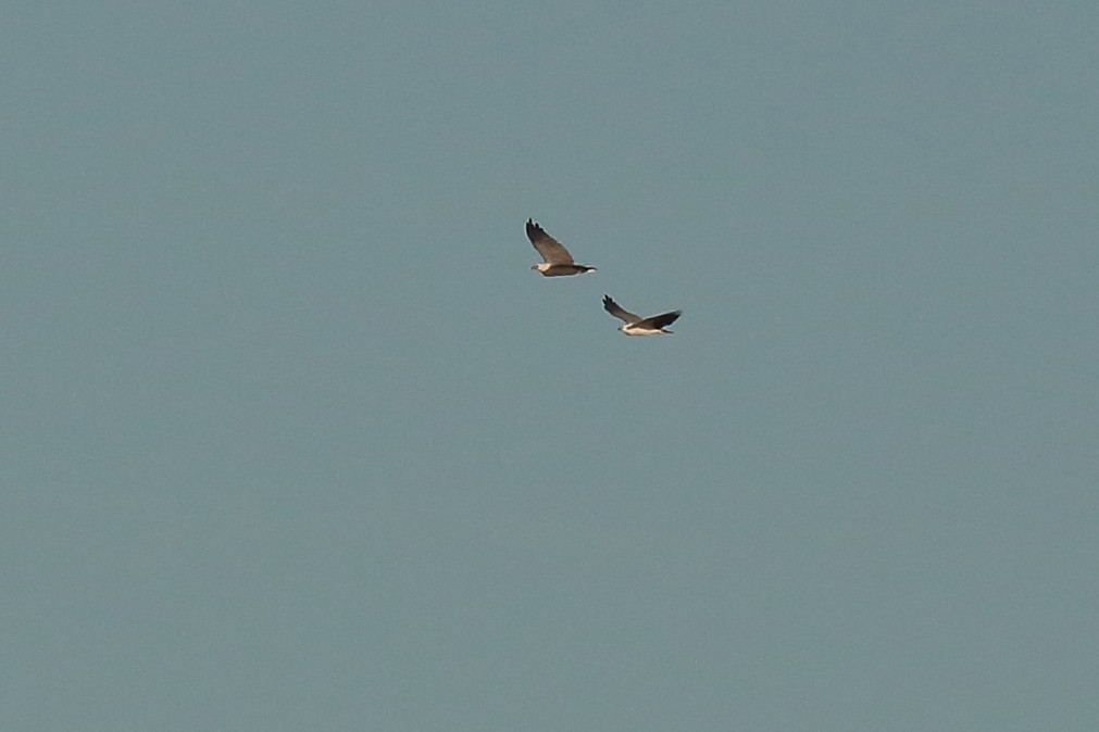 White-bellied Sea-Eagle - ML622060064