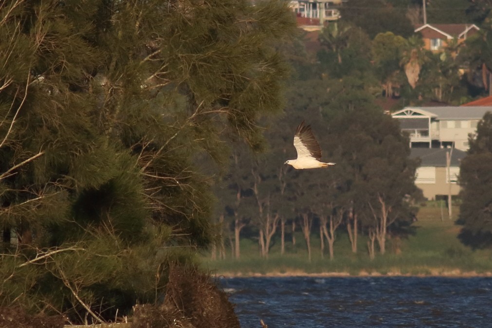 White-bellied Sea-Eagle - ML622060067