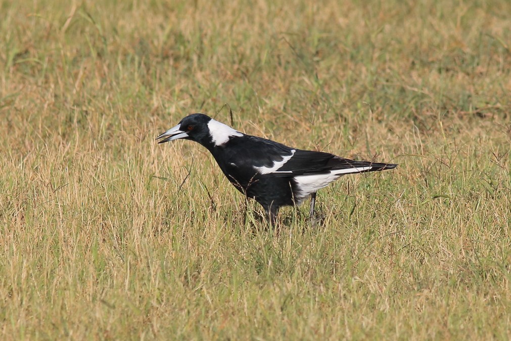 Australian Magpie (Black-backed) - ML622060070