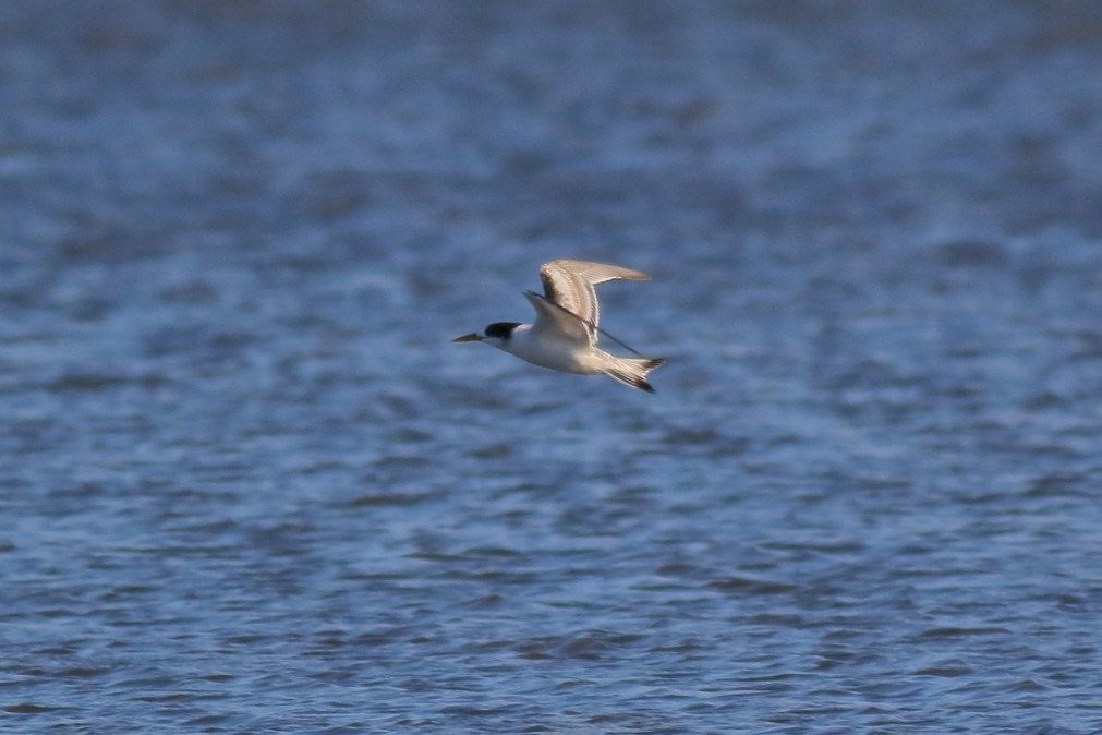 Great Crested Tern - ML622060074