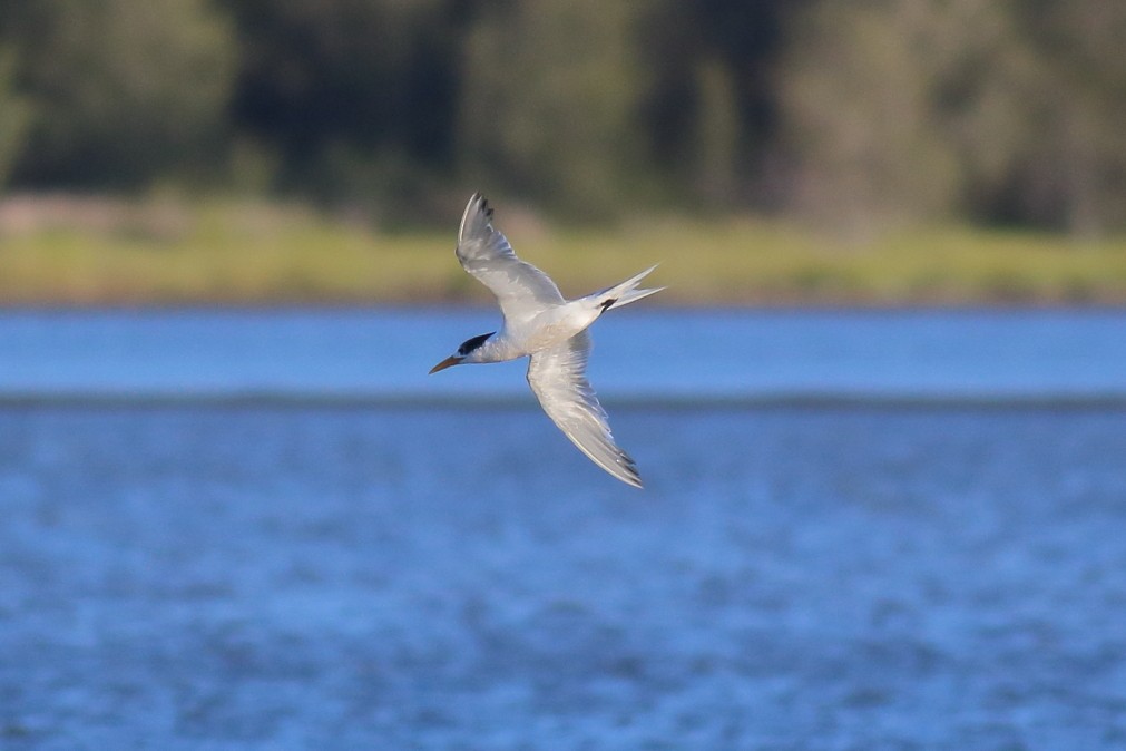 Great Crested Tern - ML622060075