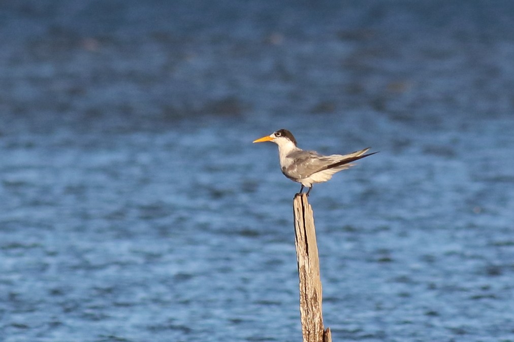 Great Crested Tern - ML622060076