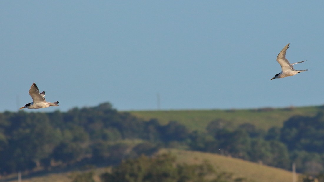 Great Crested Tern - ML622060077