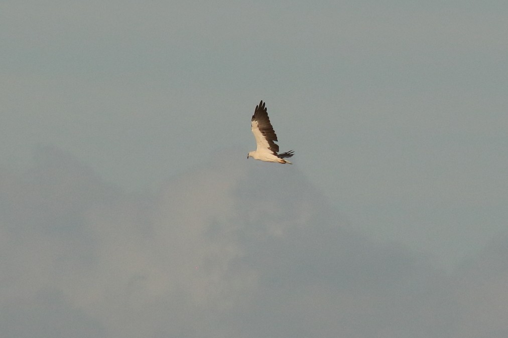 White-bellied Sea-Eagle - ML622060078