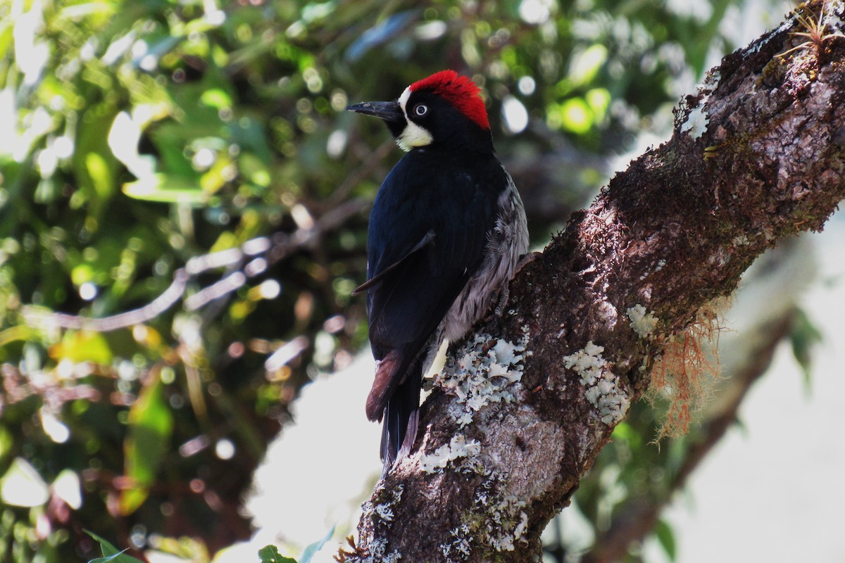 Acorn Woodpecker - Aneth Pérez