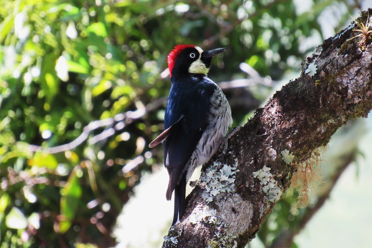 Acorn Woodpecker - ML622060099