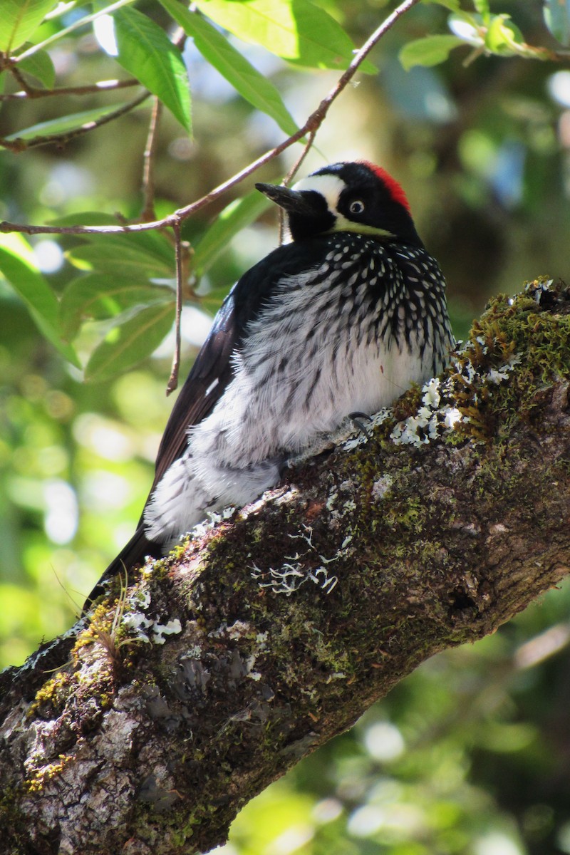Acorn Woodpecker - ML622060133