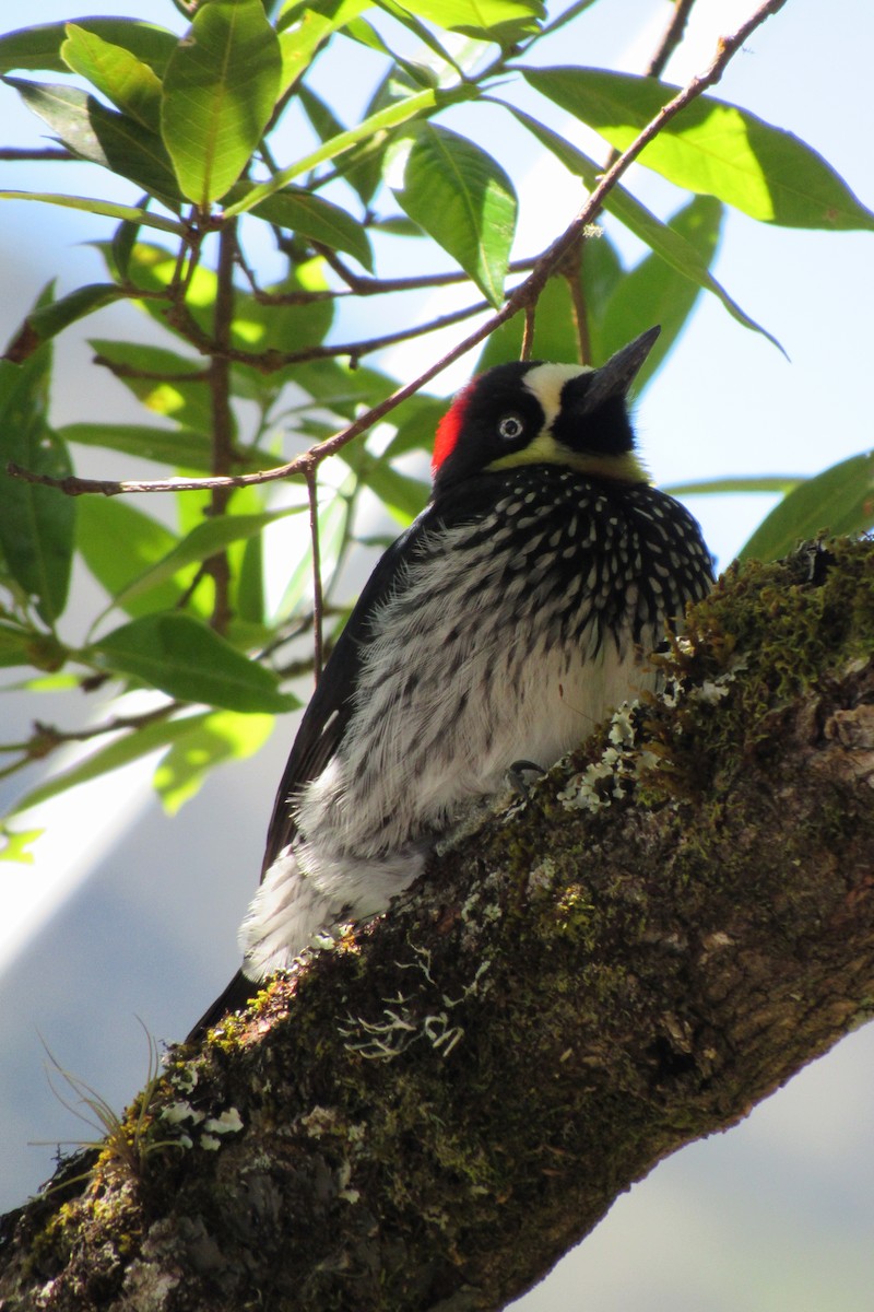 Acorn Woodpecker - ML622060134