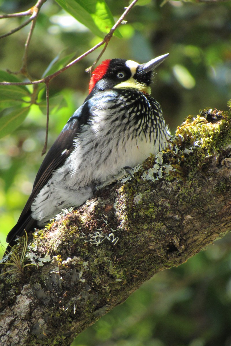 Acorn Woodpecker - ML622060135