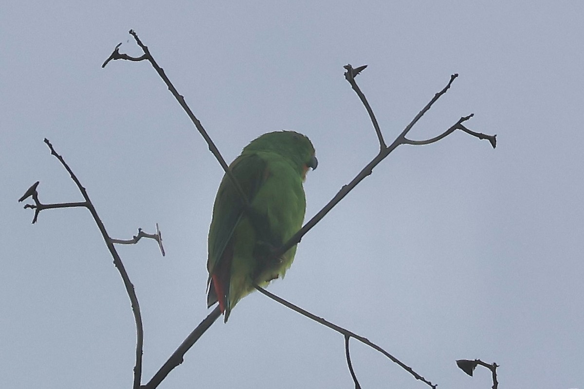Moluccan Hanging-Parrot - ML622060136