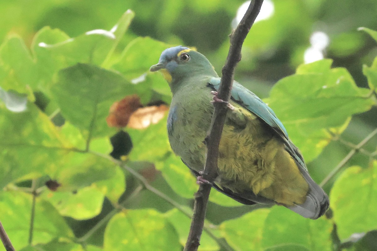 Blue-capped Fruit-Dove - ML622060152