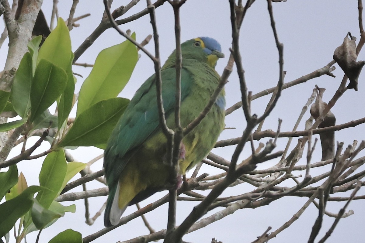 Blue-capped Fruit-Dove - ML622060153