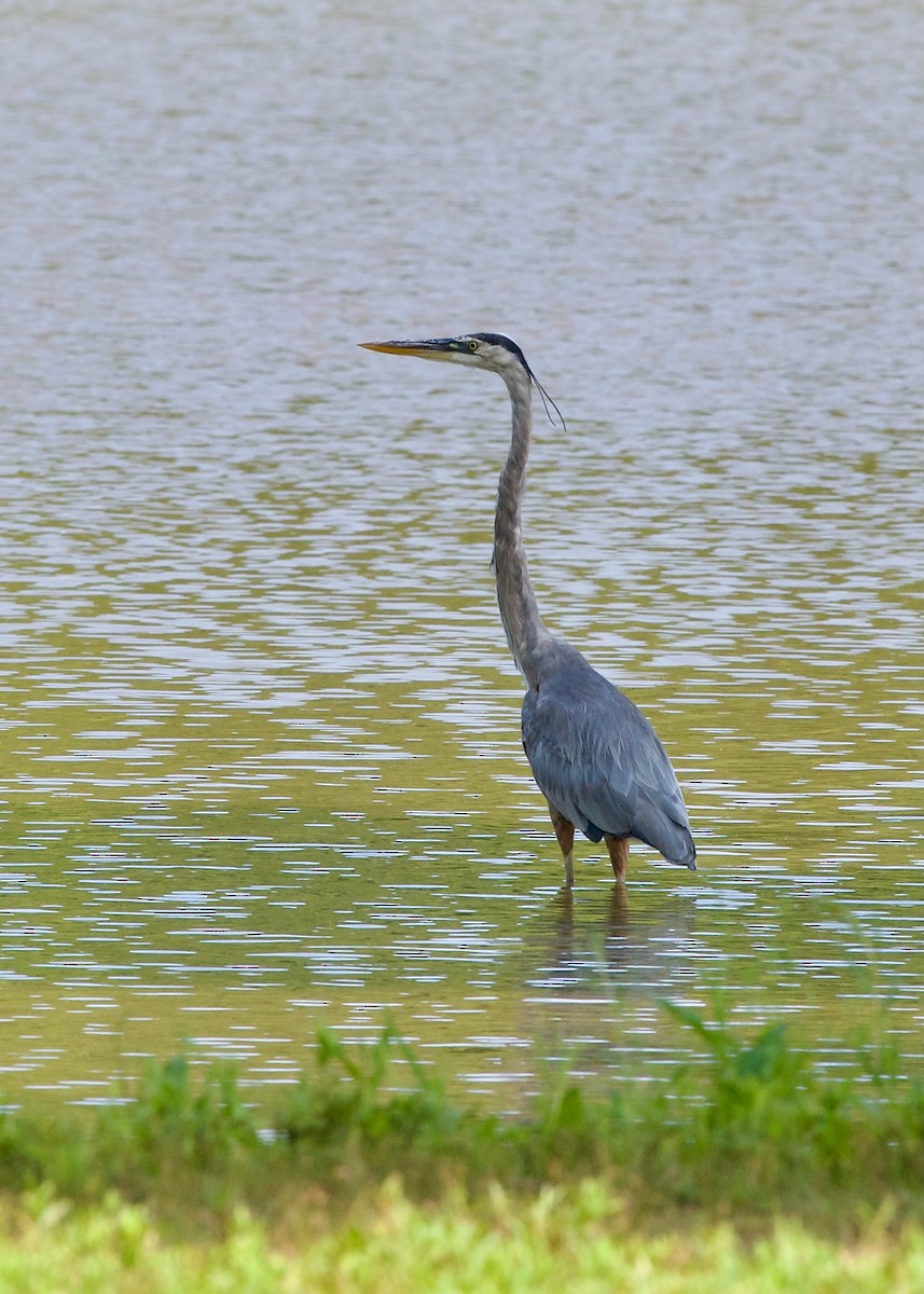 Great Blue Heron - ML622060154