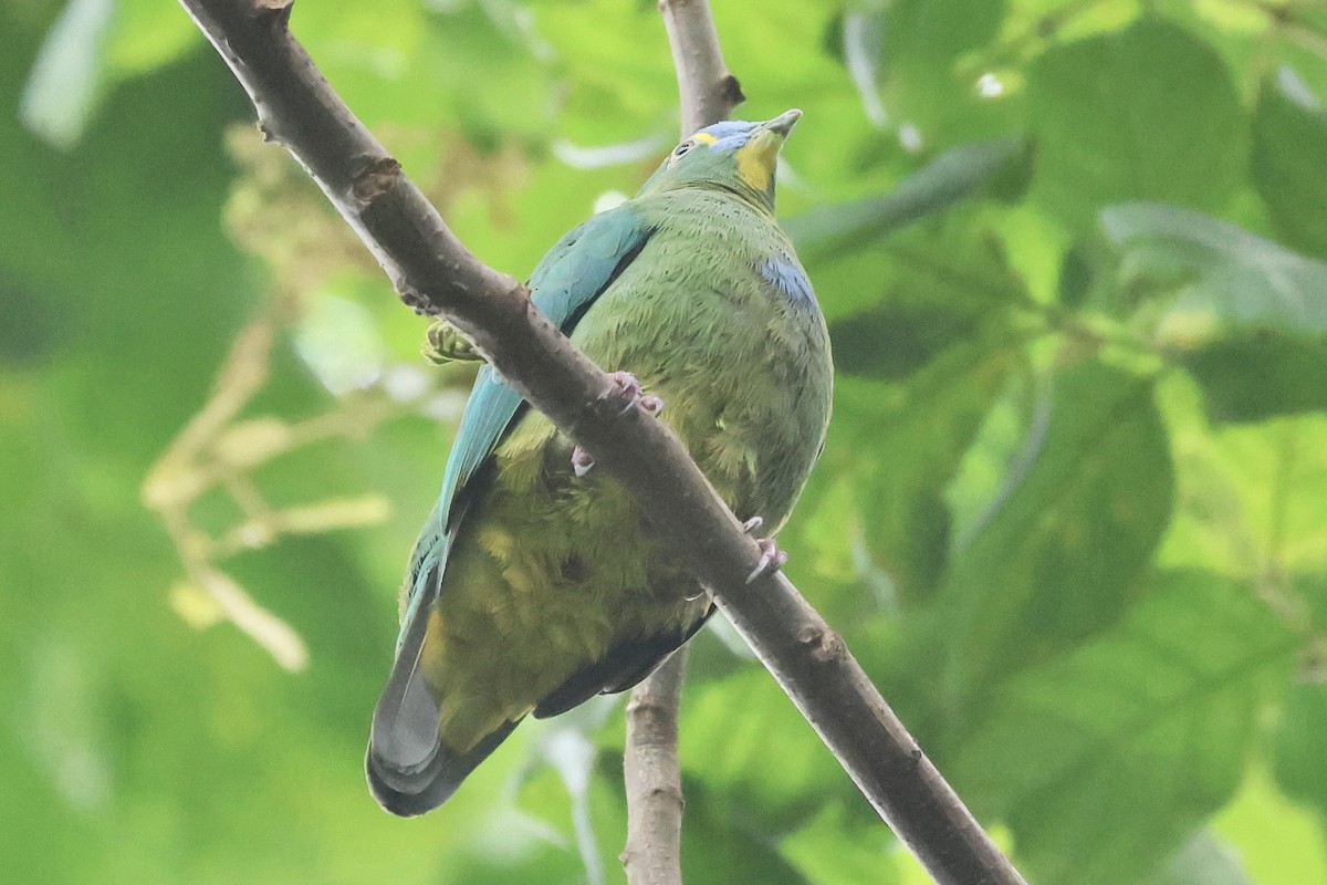 Blue-capped Fruit-Dove - ML622060155