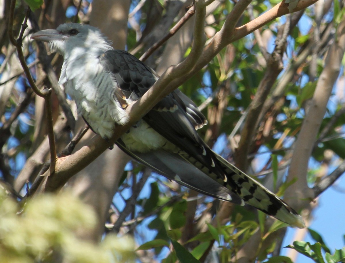 Channel-billed Cuckoo - ML622060162