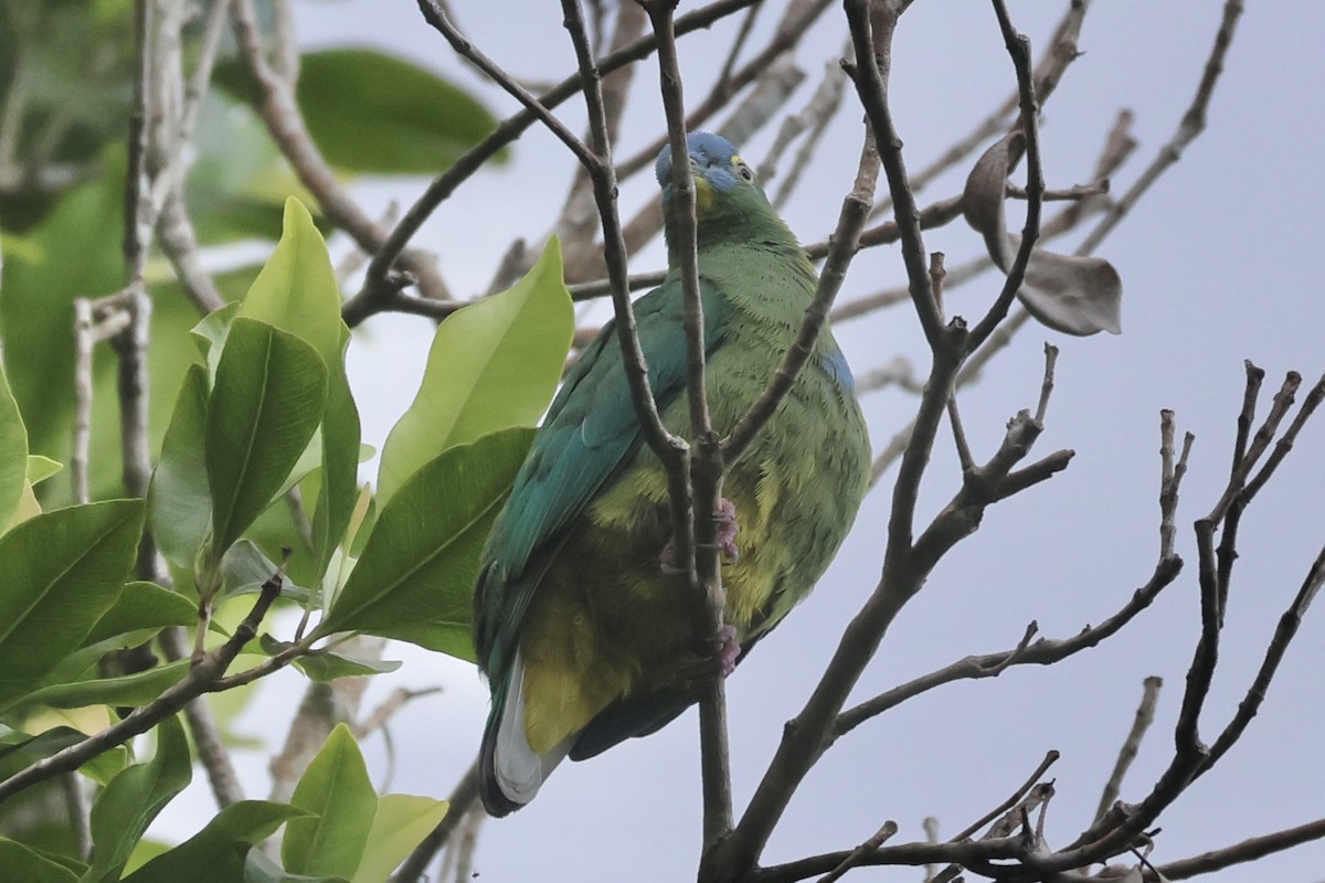 Blue-capped Fruit-Dove - ML622060163