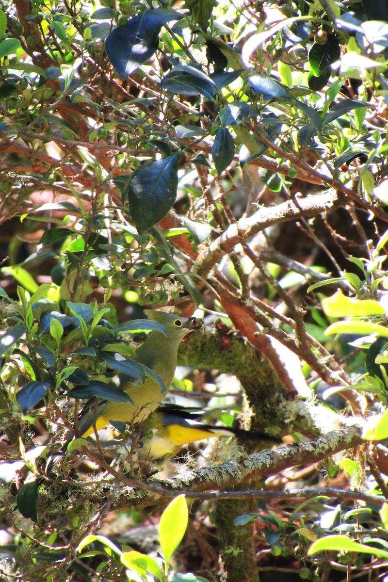 Long-tailed Silky-flycatcher - ML622060164