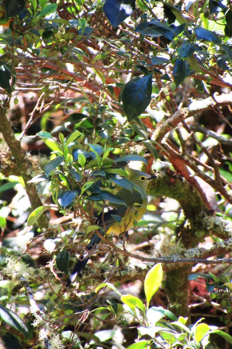 Long-tailed Silky-flycatcher - ML622060165