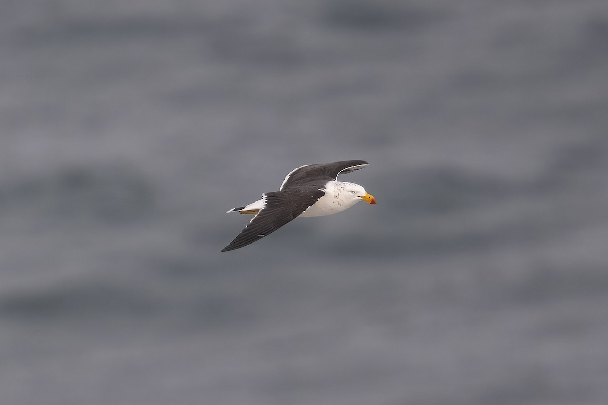 Pacific Gull - Mike Hooper