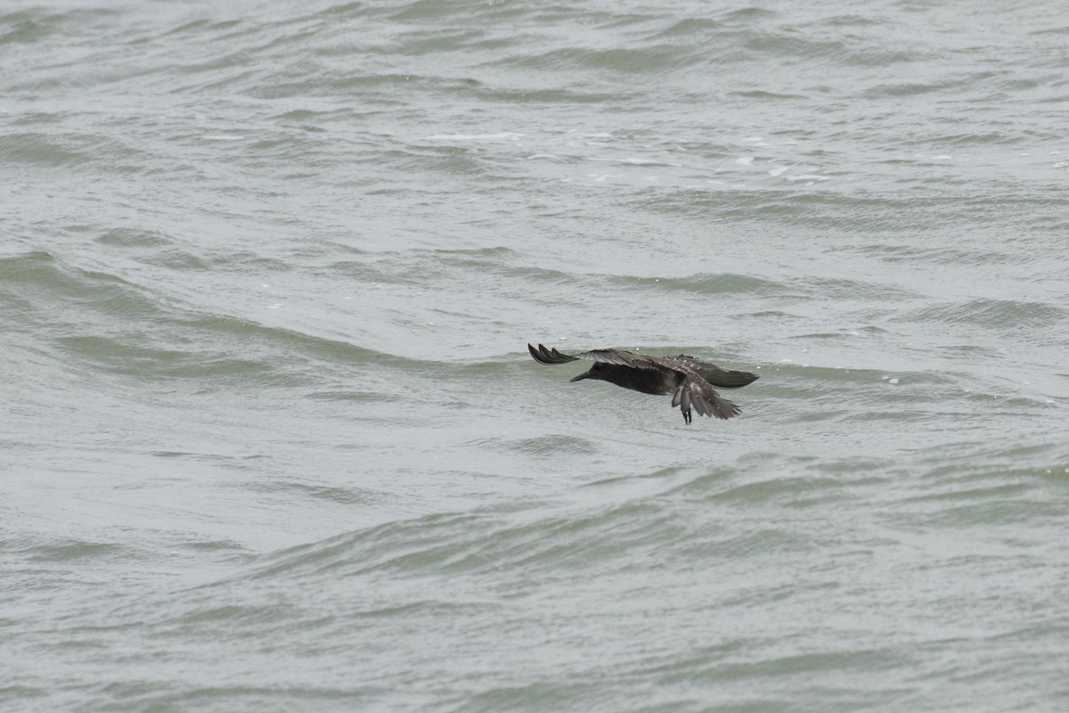 Sooty Tern - Ramesh Shenai