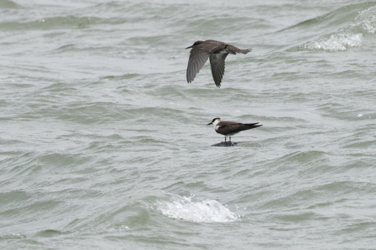 Sooty Tern - ML622060198