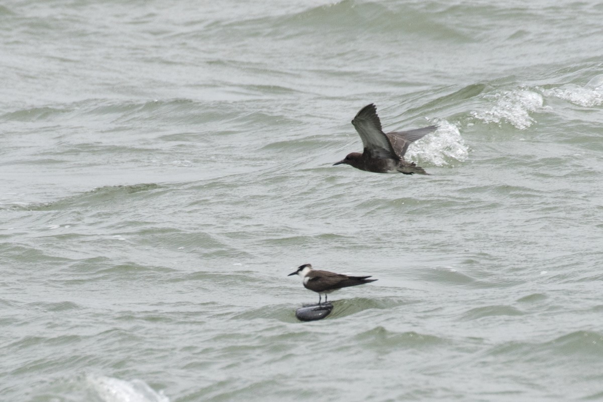 Sooty Tern - Ramesh Shenai