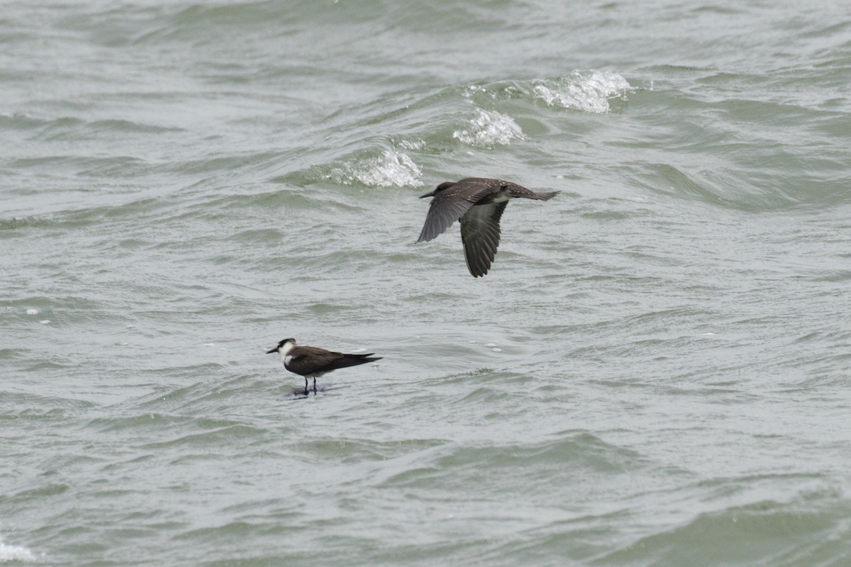 Sooty Tern - Ramesh Shenai