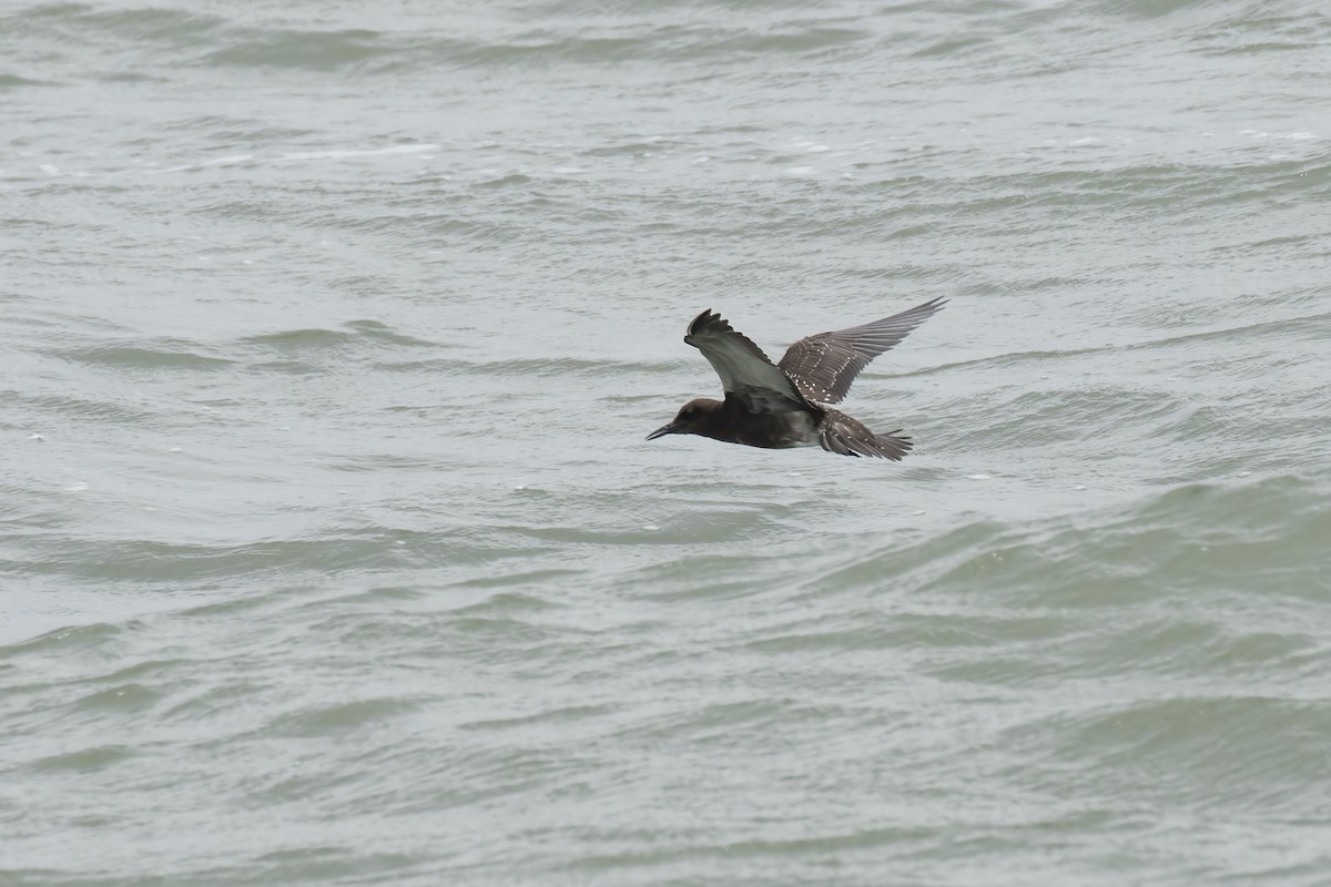 Sooty Tern - ML622060201