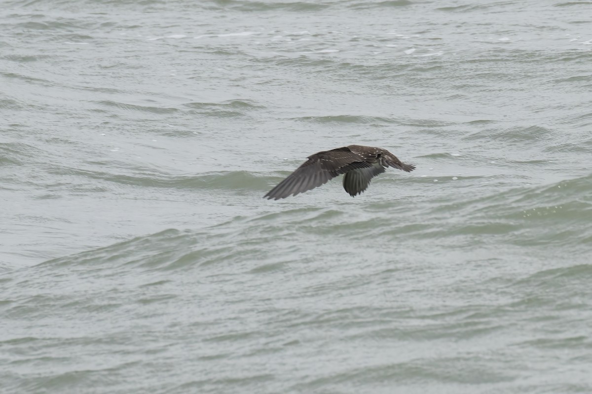 Sooty Tern - ML622060202