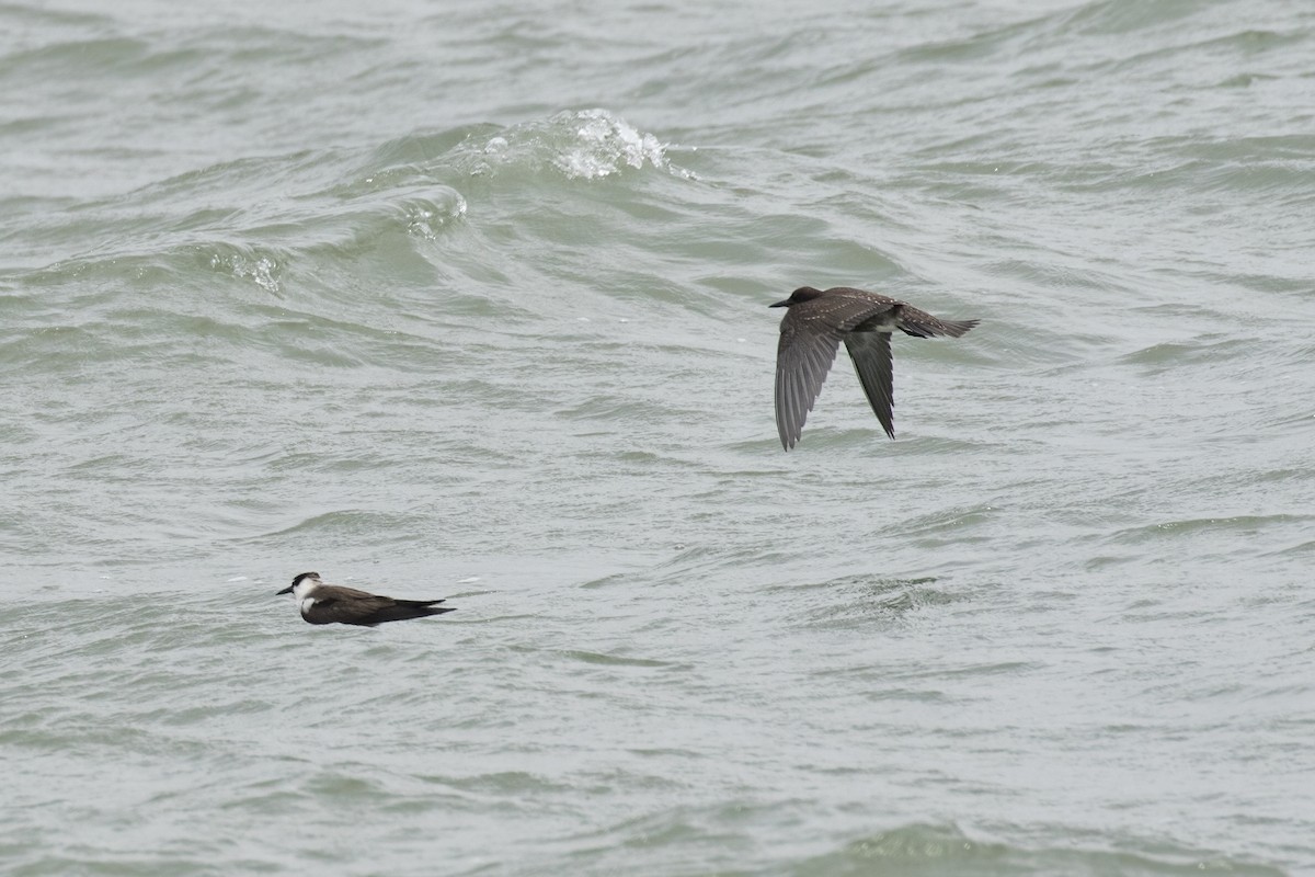 Sooty Tern - ML622060203