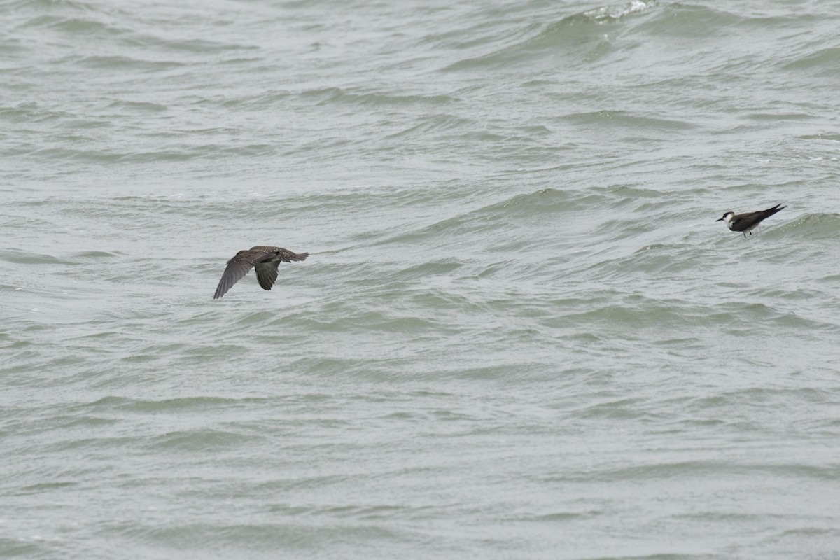 Sooty Tern - ML622060204