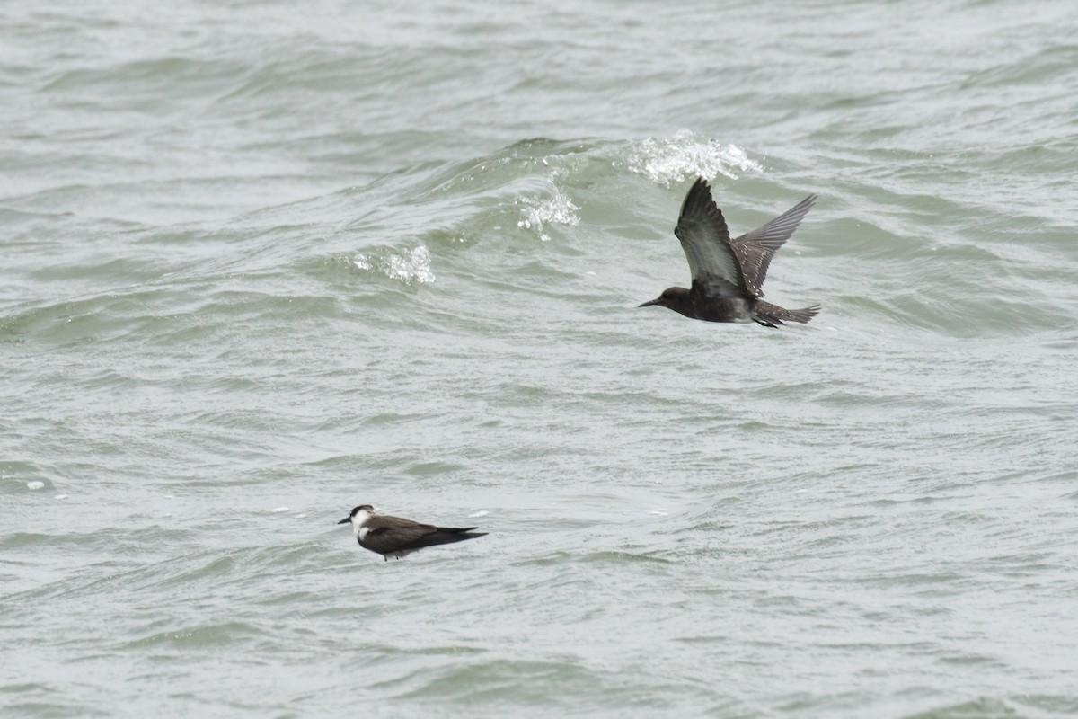 Sooty Tern - ML622060205