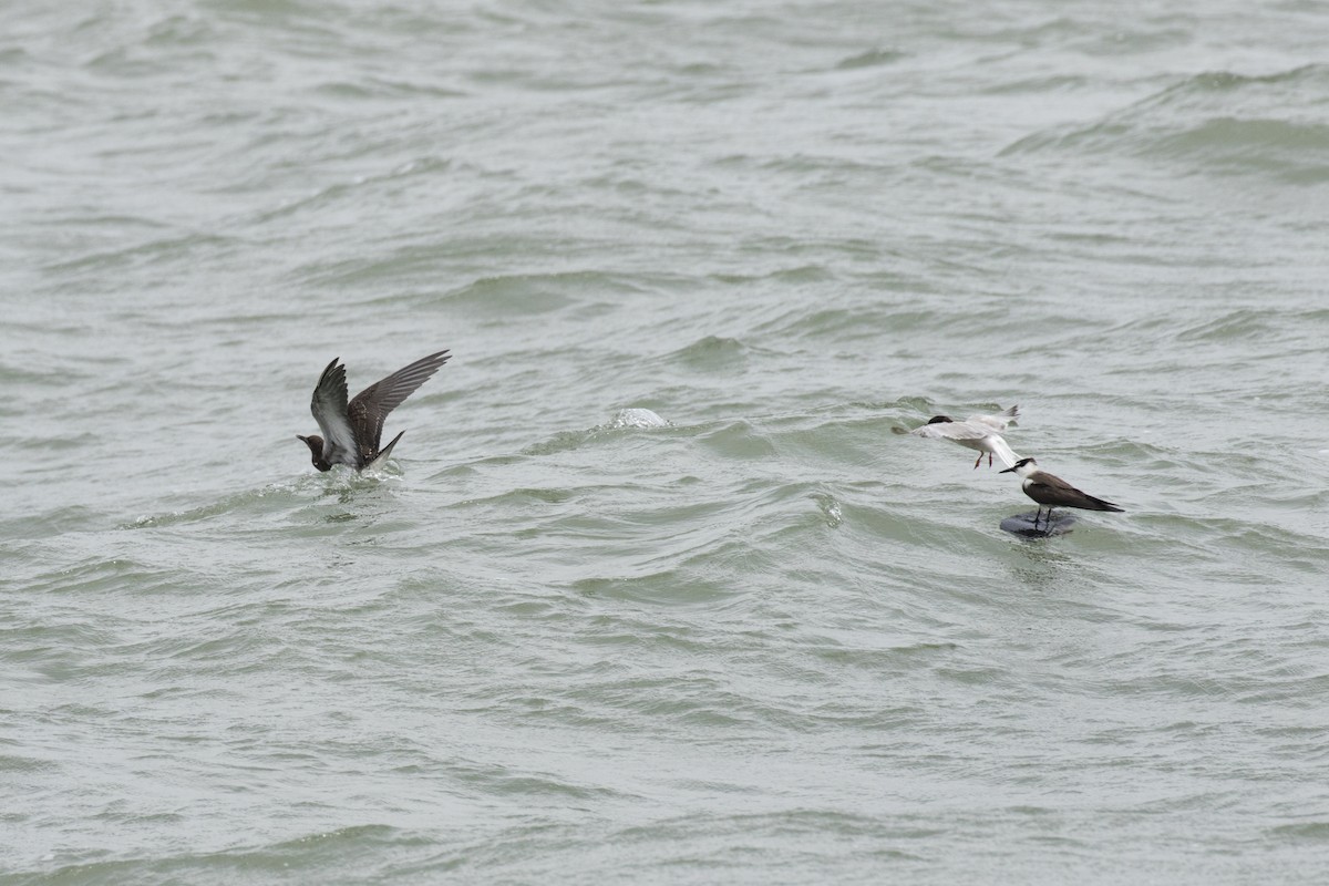 Sooty Tern - Ramesh Shenai