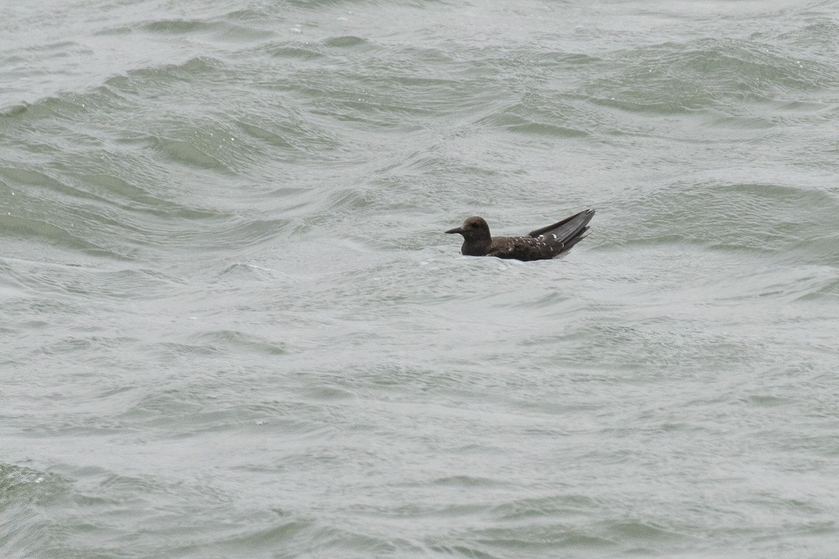 Sooty Tern - ML622060215