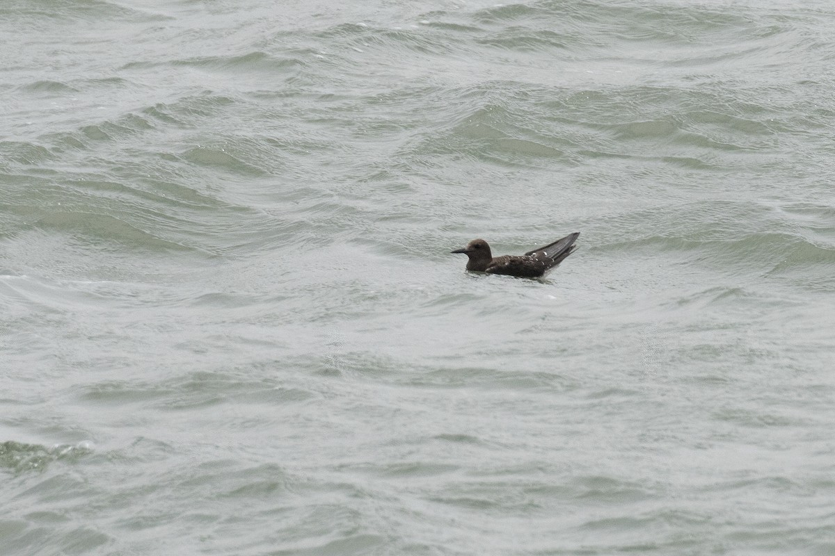 Sooty Tern - ML622060216