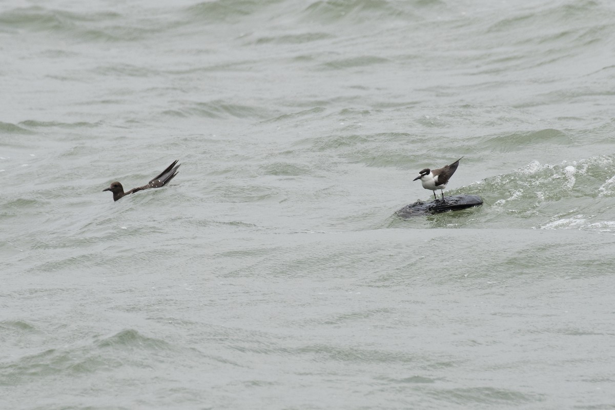 Sooty Tern - ML622060217