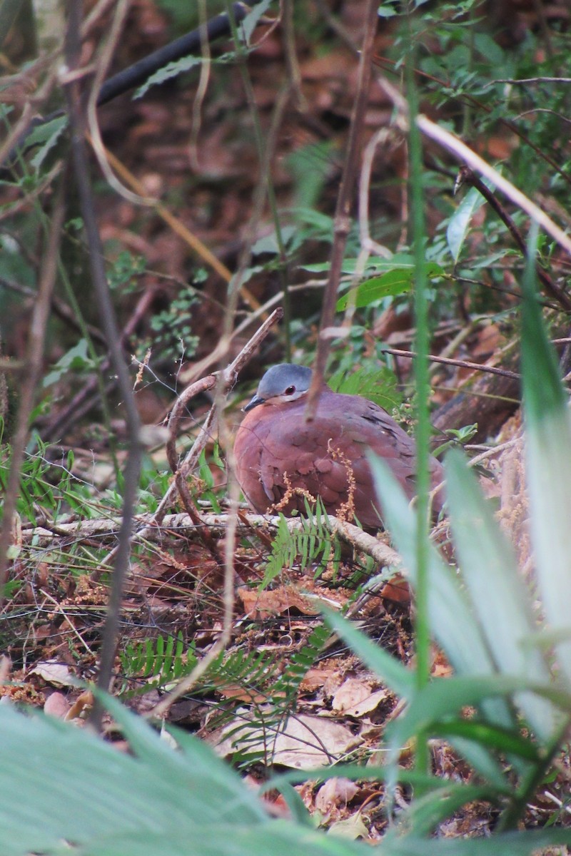 Chiriqui Quail-Dove - ML622060222