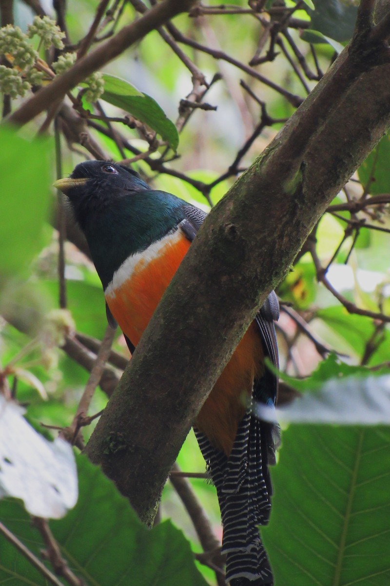 Halkalı Trogon (aurantiiventris/underwoodi) - ML622060252