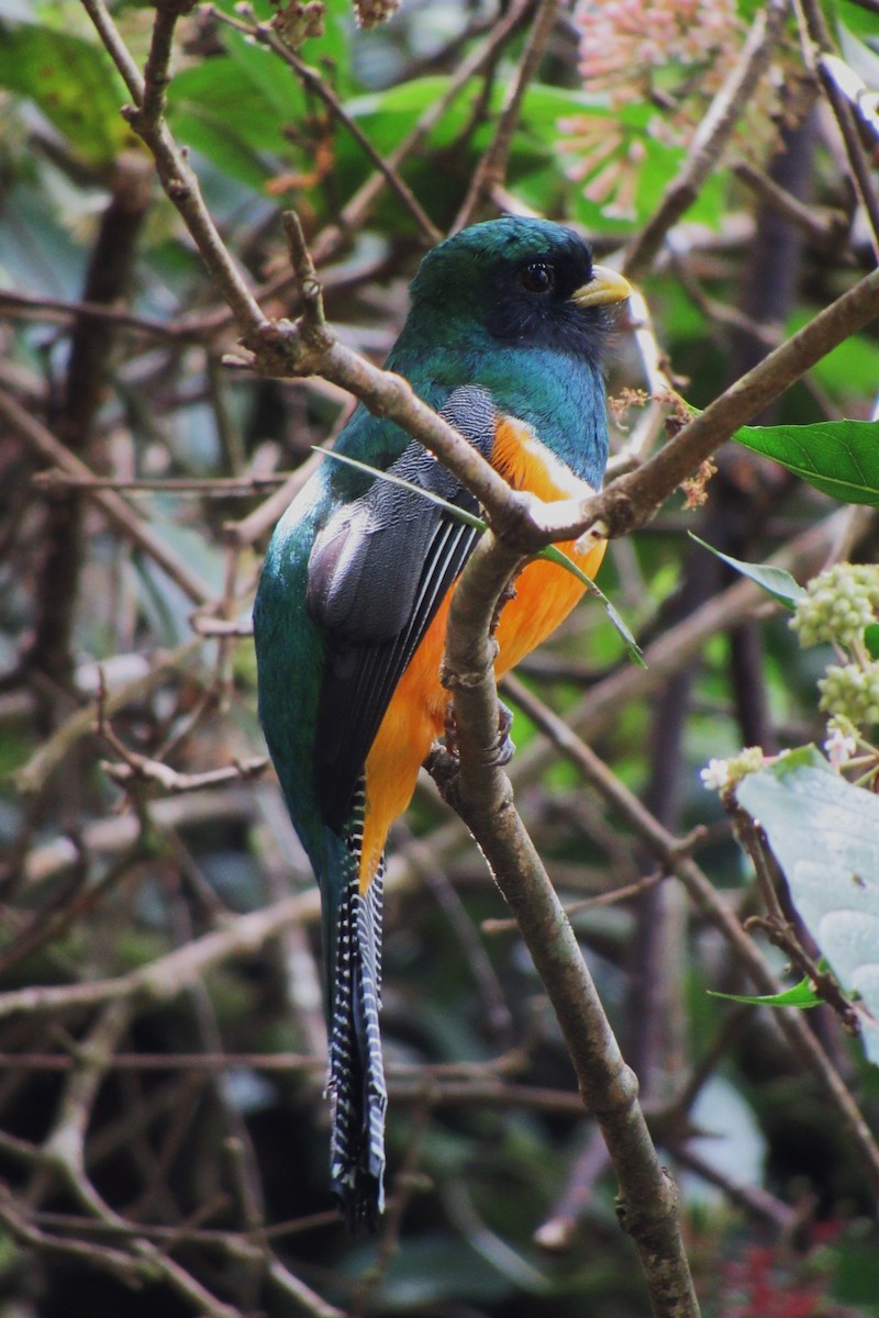 Halkalı Trogon (aurantiiventris/underwoodi) - ML622060253