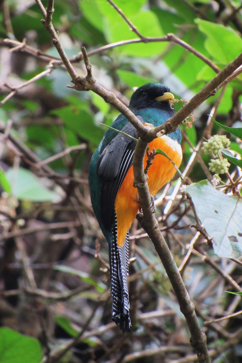 Halkalı Trogon (aurantiiventris/underwoodi) - ML622060254