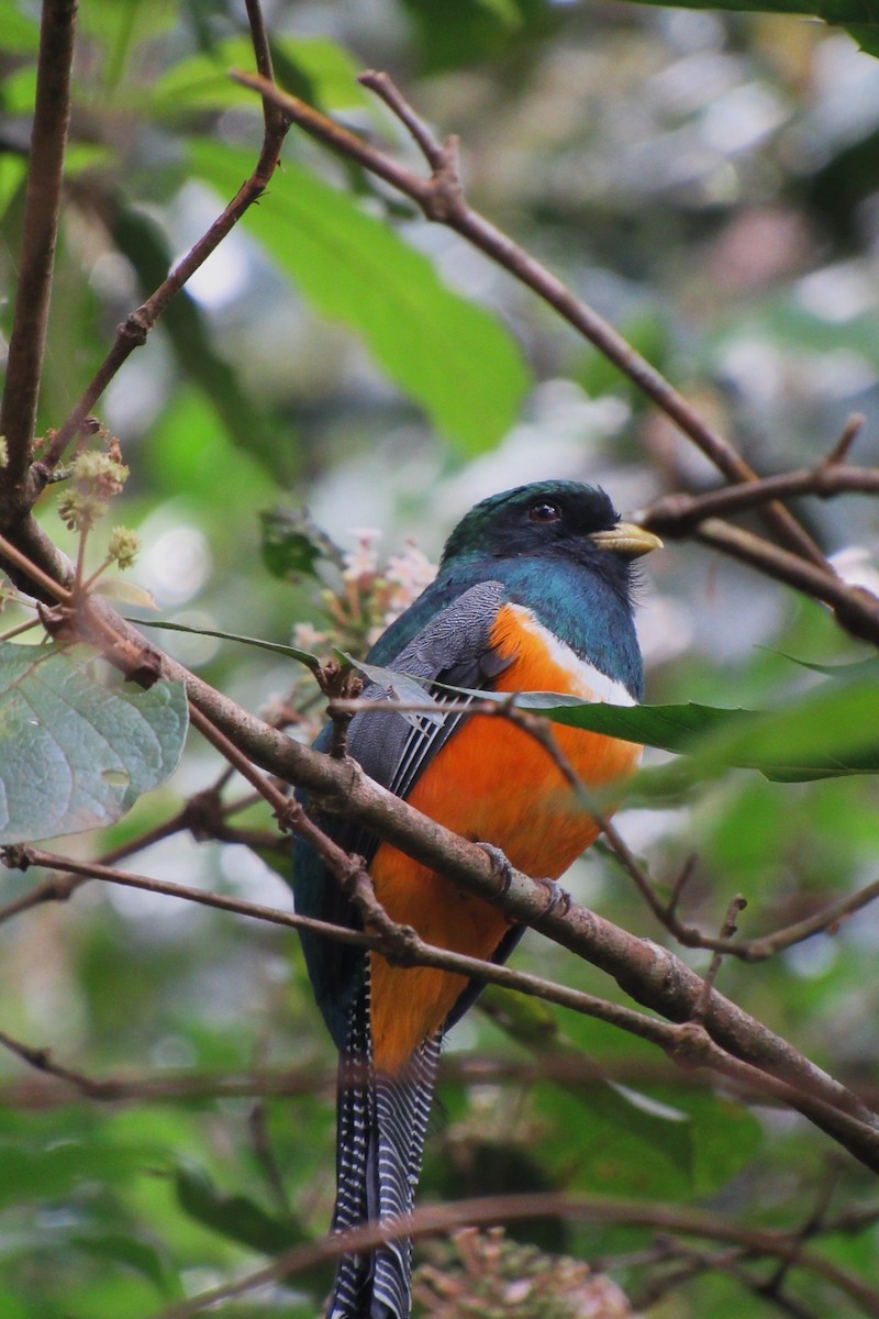 Halkalı Trogon (aurantiiventris/underwoodi) - ML622060255